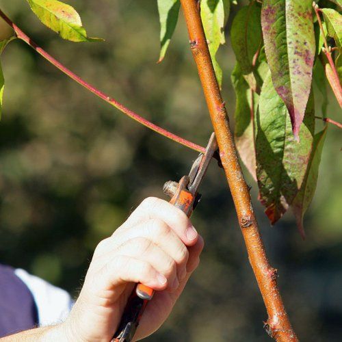 HERRAMIENTAS DE HUERTA